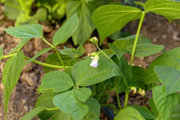 plantas de judias